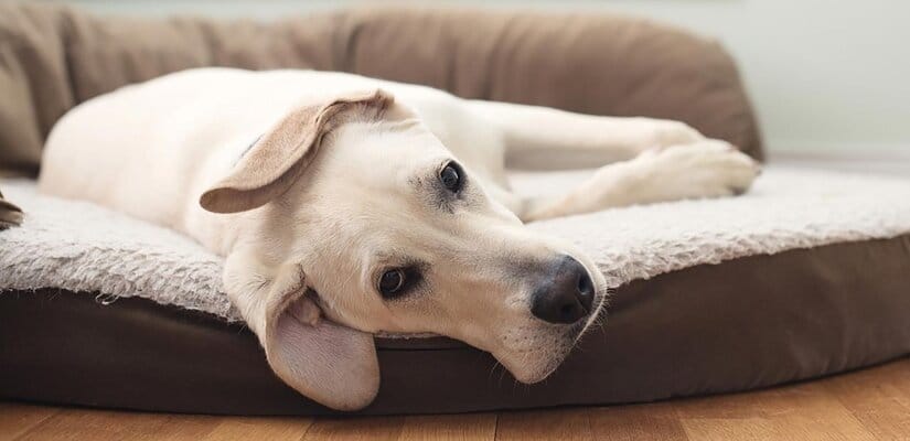 Dog on Bed