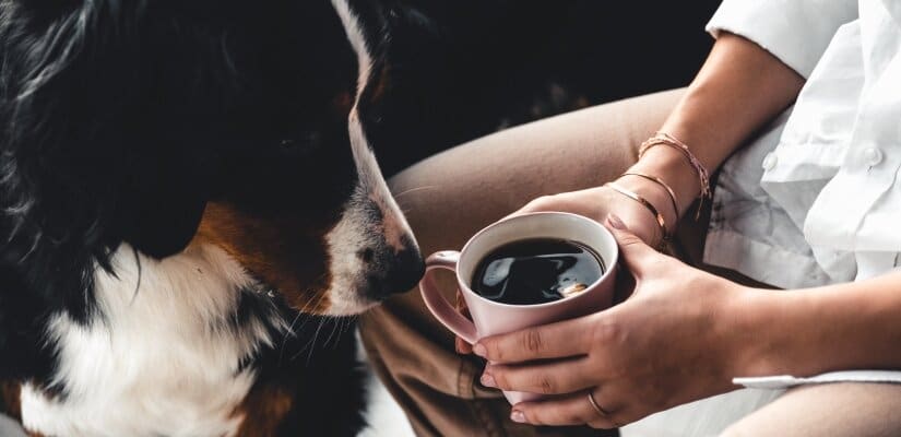 Dogs See On Cup With Coffee