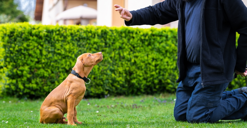 Puppy training