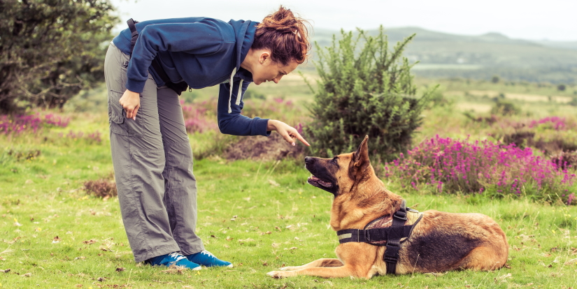 German shepherd getting taraining