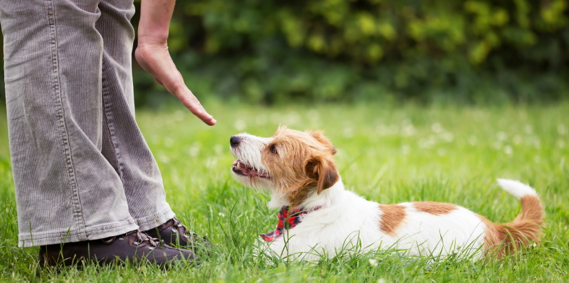Pet obedience training