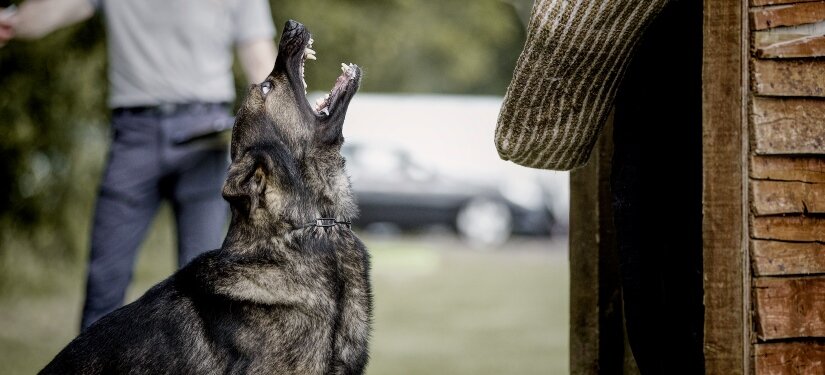 Schutzhund Training