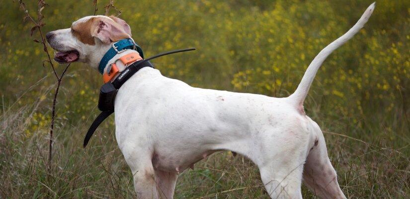 Training Collar