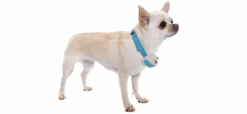 Small dog with training collar