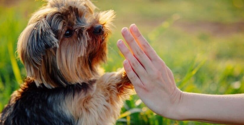 Dog training with trainer