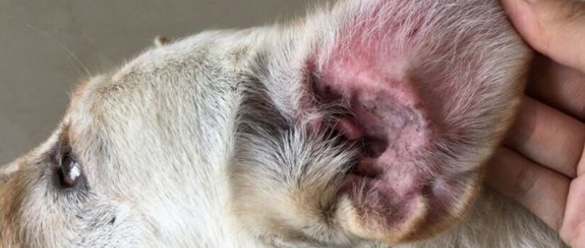 Dog with infection in ear