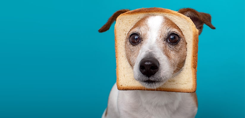 Dogs In Bread Slice