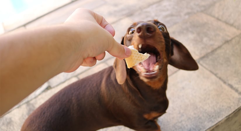 Dog Eat Bread