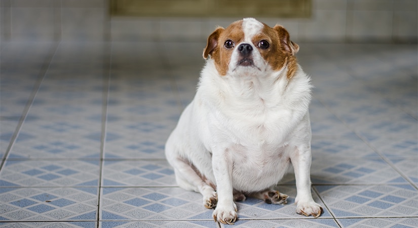 Can dogs outlet have white bread