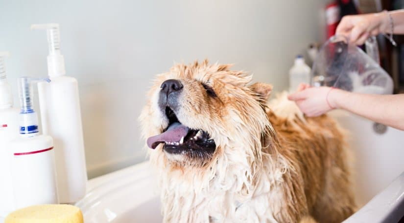 Chow chow in the bath