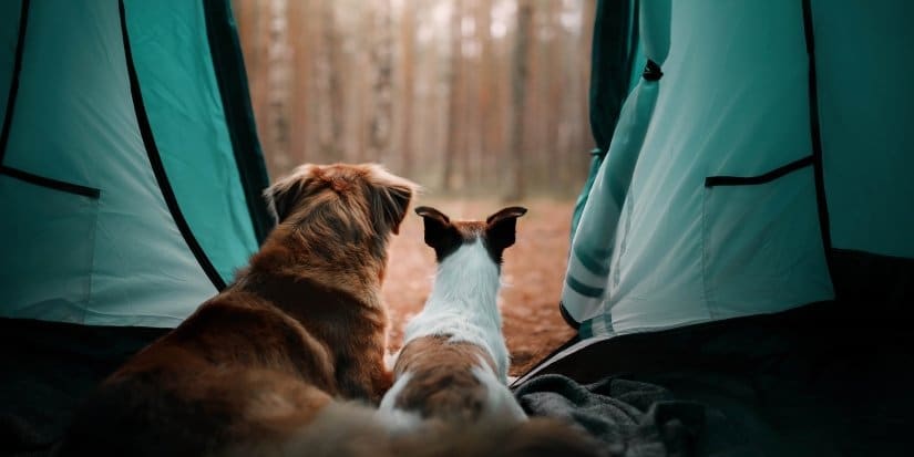 Two dogs in a tent in the forest