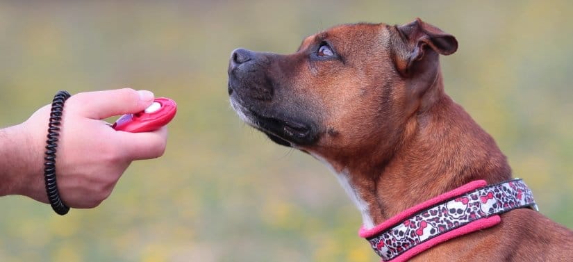 Positive Dog Training with clicker