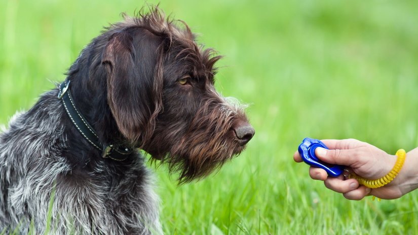 Clicker Training