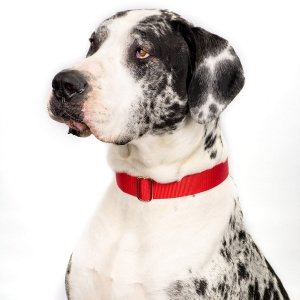 Country Brook Petz | Premium Nylon Dog Collar with Metal Buckle