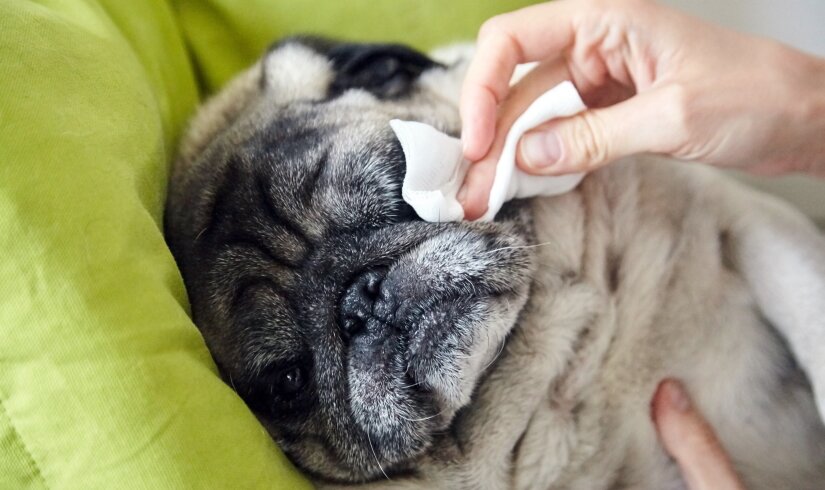 Woman wipes eyes of an adult pug