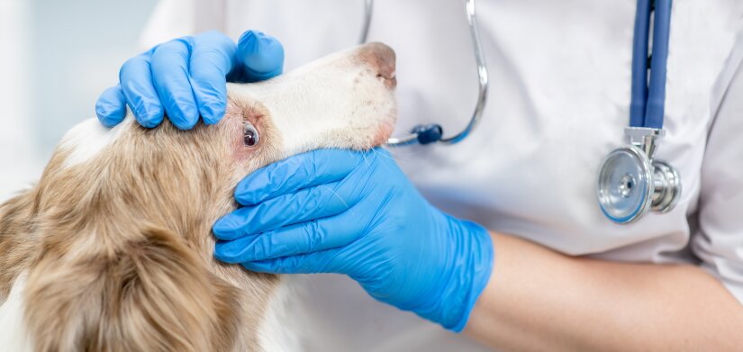 Vet examines dog’s eyes