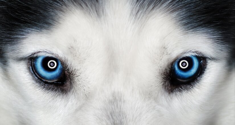 Dog with blue eyes