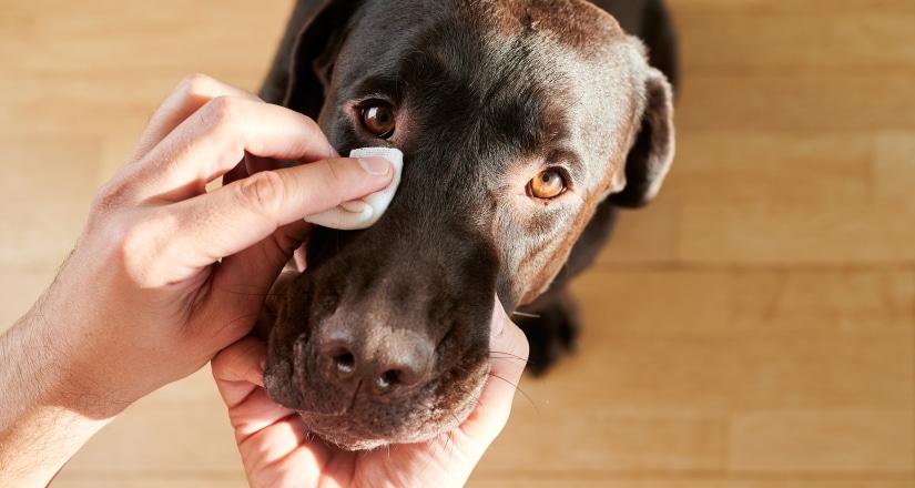 Man cleaning his dog's eyes