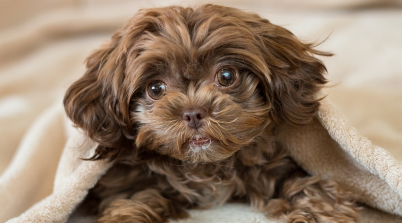 Cute puppy hiding in blanket