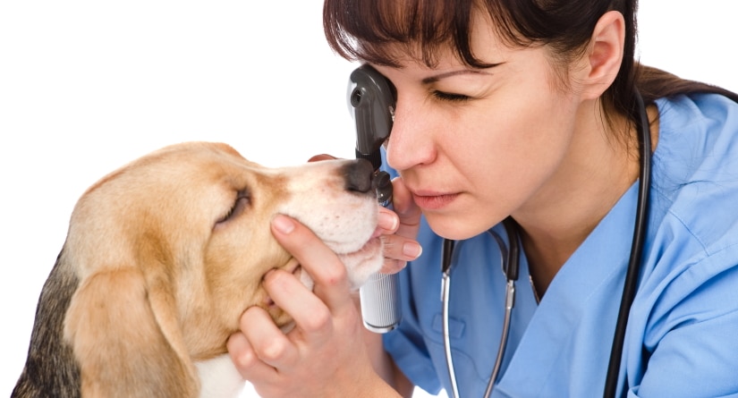 Veterinarian examines a dog's eyes