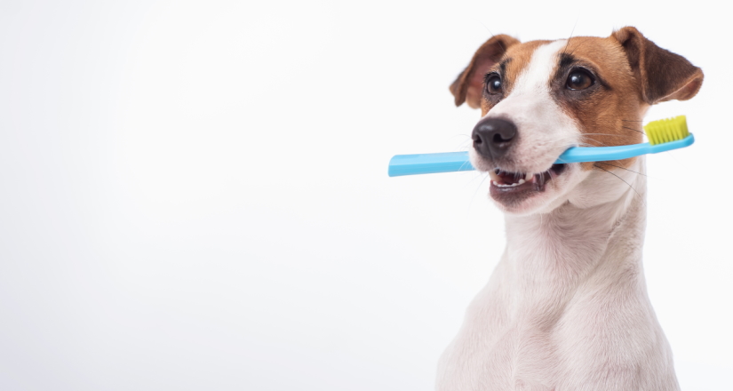 Smart dog jack russell terrier holds a blue toothbrush