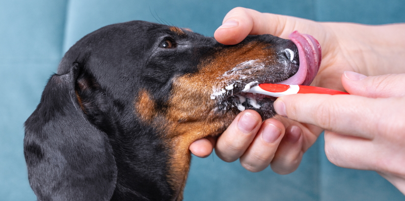 Owner brushes side teeth behind cheek with special toothbrush and toothpaste for pets