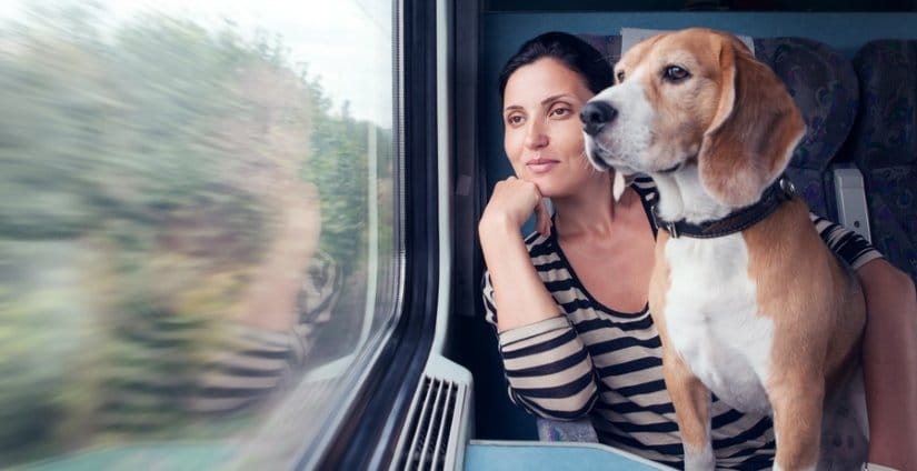 Dog on train