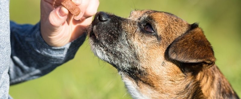 Dog training treats