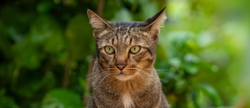 cat sitting and looking