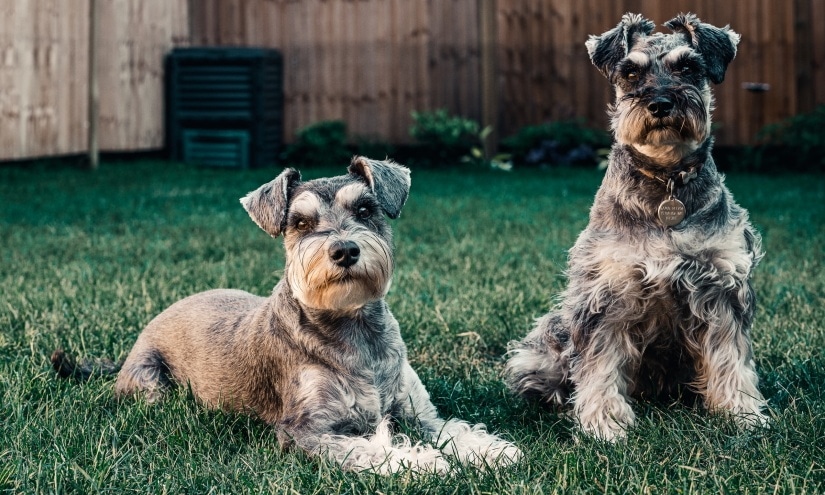 Two curious dogs outside