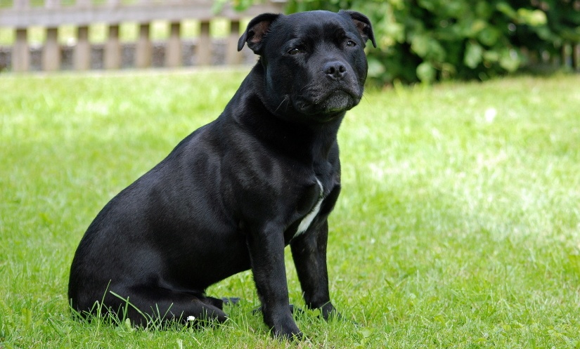 Black dog sits on a grass