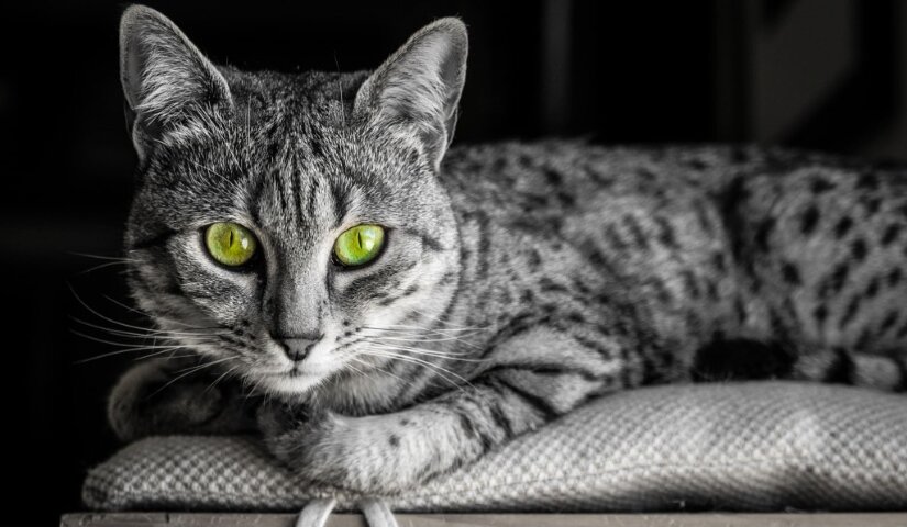 Egyptian Mau Lies On Bed