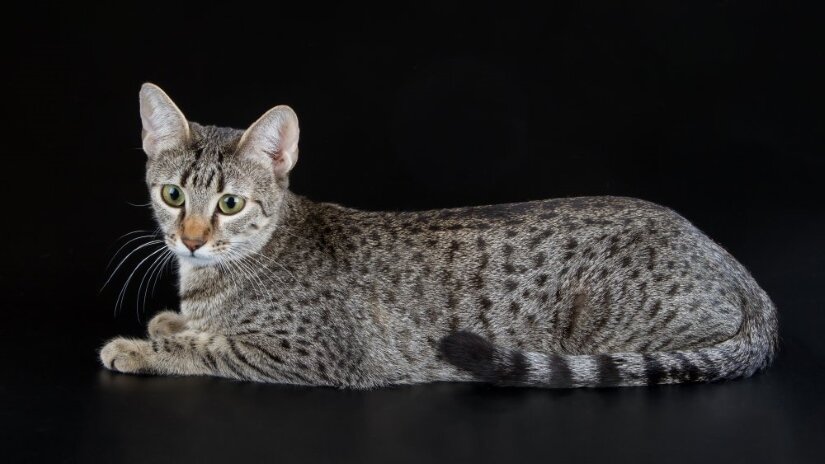 Egyptian Mau Kitten