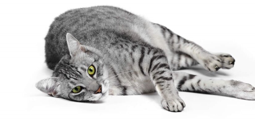 Egyptian Mau Lies