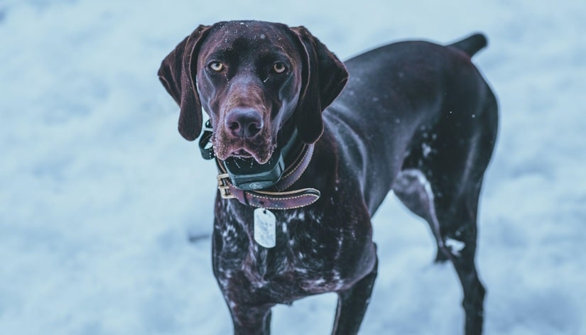 Dog walking in the snow