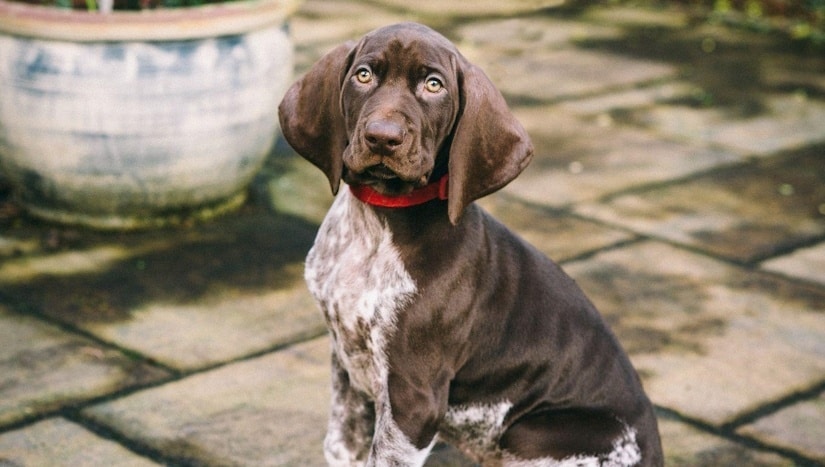 well-groomed puppy