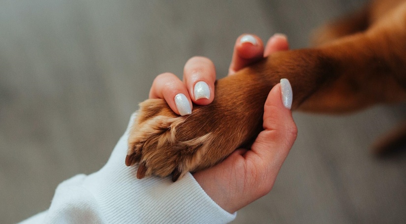 groomed dog paw
