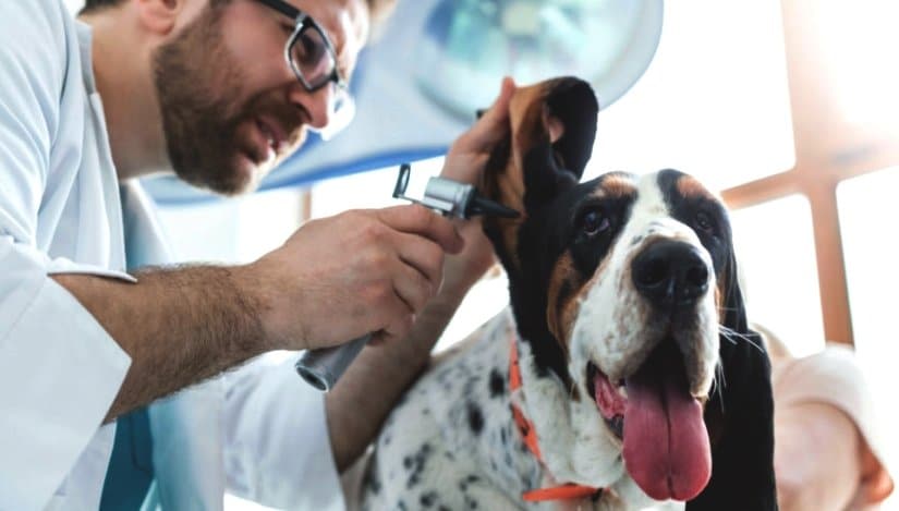 Vet checks with the otoscope