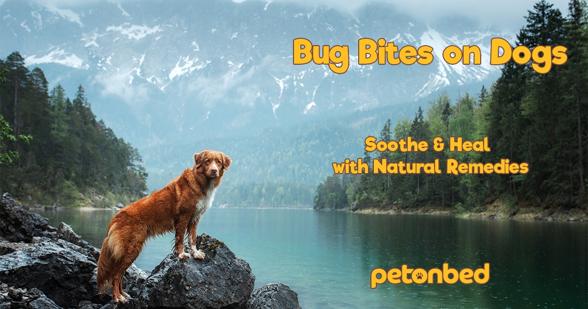 Home remedies for 2024 bug bites on dogs