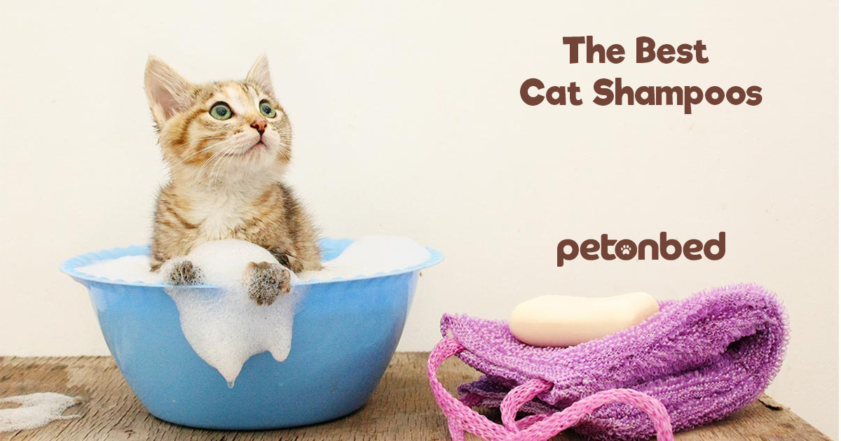 The 6 Best Cat Shampoos for Bathing 2024 Cleaning Up Kitty