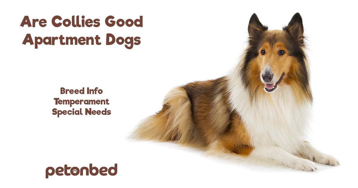 Are Rough Collies Good For Apartments
