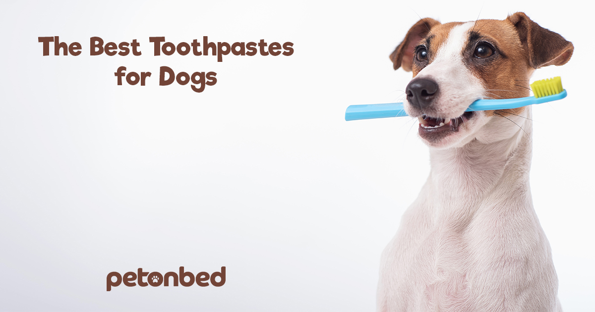The 8 Best Dog Toothpastes to Keep Fido's Teeth Clean 🪥 Review 2024