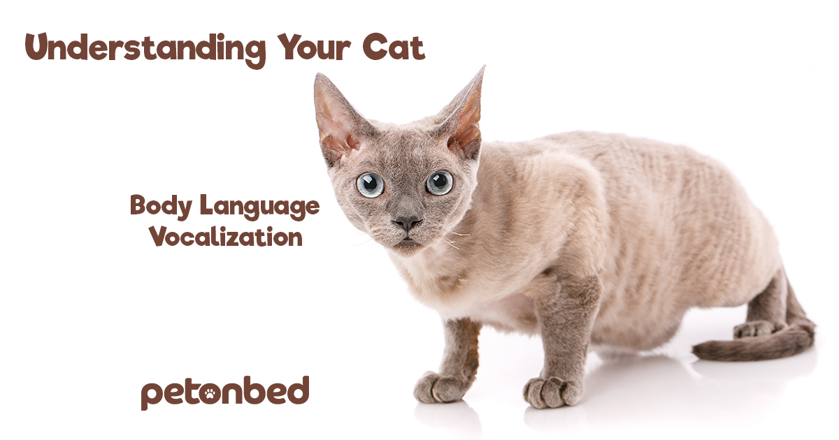 Decoding Cat Body Language