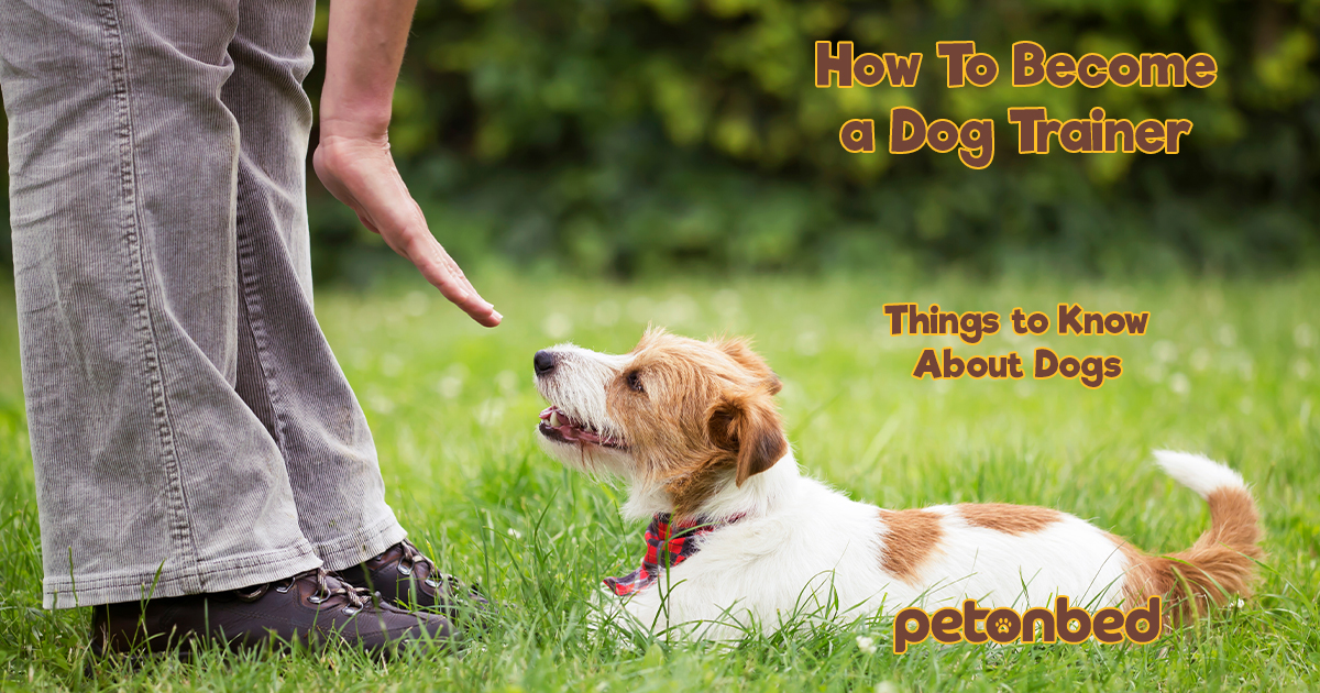 How To a Dog Trainer Things to Know About Dogs 🐕‍🦺 PetonBed