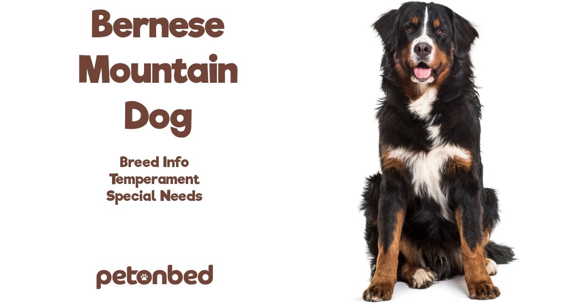 Bernese Mountain Dog Breed Information • Pet on Bed