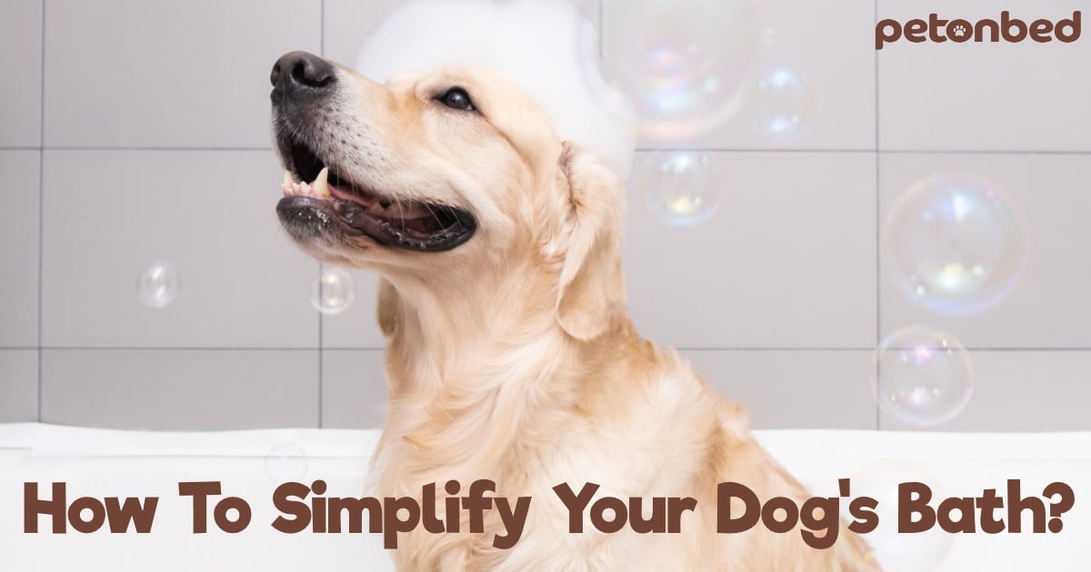 How To Simplify Your Dog's Bath? & The Best Dog Shampoos in 2022