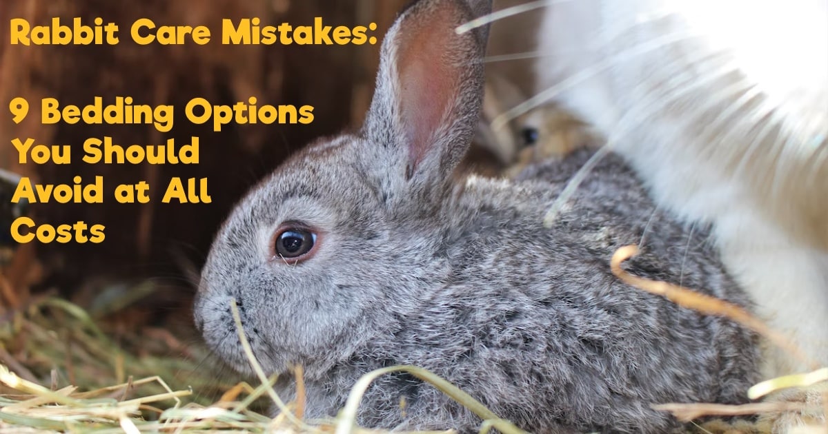 Avoid 9 bedding options at all costs for proper rabbit care