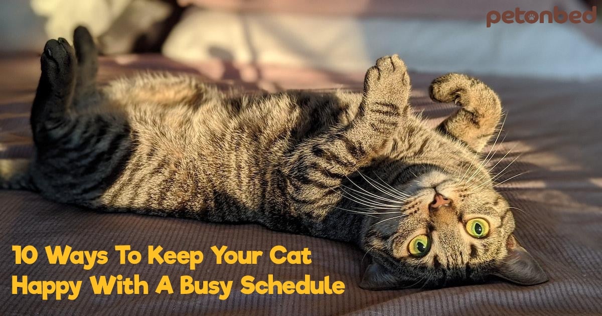 How to keep your cat sale busy