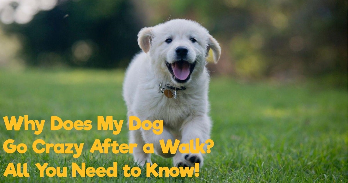 Discover Why Your Dog Goes Crazy After a Walk Understanding the Zoomies