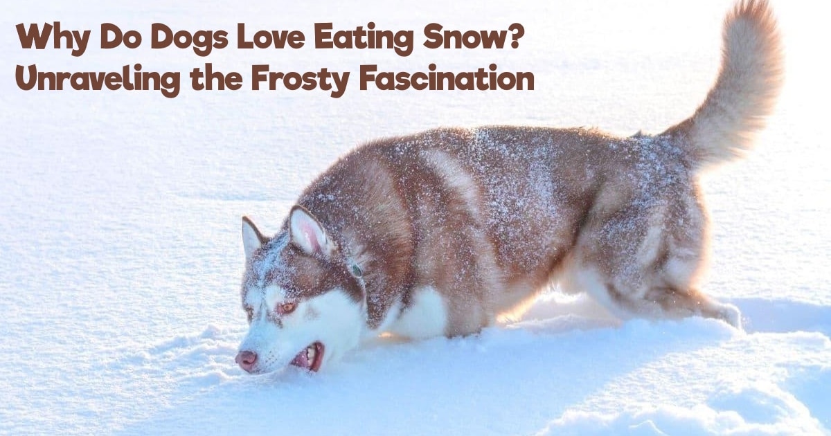 Why Do Dogs Love Eating Snow? Unraveling the Frosty Fascination • Pet